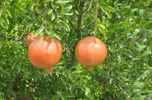 برداشت انار در فردوس ۴۰ درصد کاهش دارد/سرمازدگی محصول