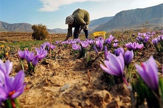 ۵۶ تن زعفران در استان خراسان جنوبی برداشت می‌شود