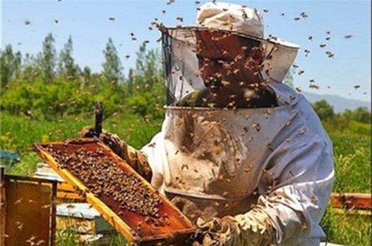 120 مورد نمونه‌گیری از زنبورستان‌های خراسان‌جنوبی انجام شد