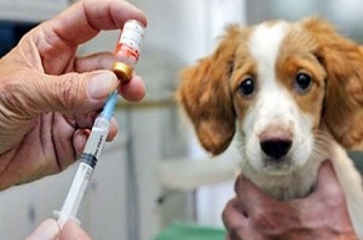 واکسیناسیون بیش از 400قلاده سگ صاحبدار بر علیه بیماری هاری