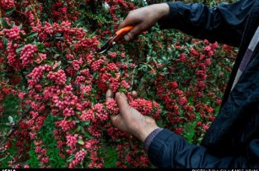 کشاورزان خراسان‌جنوبی در تدارک برداشت یاقوت سرخ + عکس