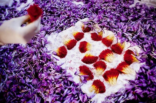 ایران صدرنشین صادرات زعفران/پیش بینی تولید ۳۶۰ تن زعفران