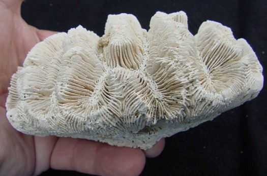 کشف گونه‌ی جدید فسیل با قدمت 320 میلیون سال در طبس