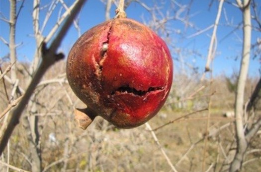 سرما ۲۷۲ میلیارد تومان به محصولات کشاورزی شهرستان فردوس خسارت زد