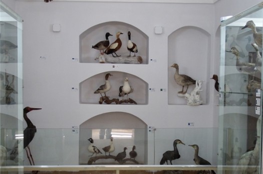 افتتاح 2 موزه تاریخ طبیعی و فسیل در خانه فروتنی بیرجند