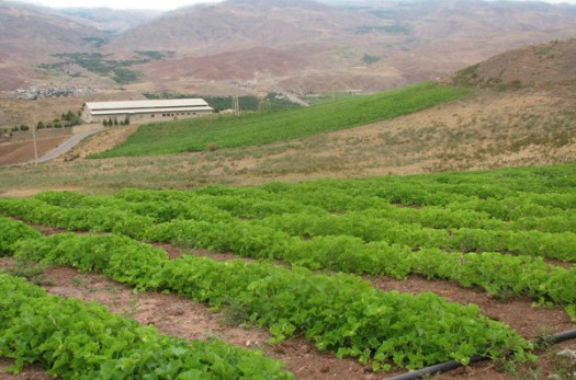 ۳۸۶ طرح تحقیقات کشاورزی در خراسان جنوبی اجرا شد