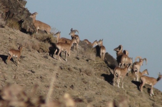 خشکسالی در کمین حیات وحش منطقه حفاظت شده شاسکوه است.