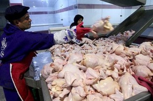 مرغ منجمد در حد نیاز در استان وجود دارد/ اعلام قیمت میو‌ه‌های تنظیم بازار
