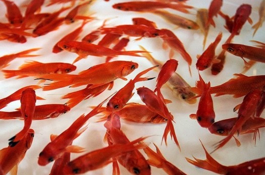 شهروندان خراسان جنوبی ماهی‌های قرمز نوروز را در رودخانه‌ها رها نکنند