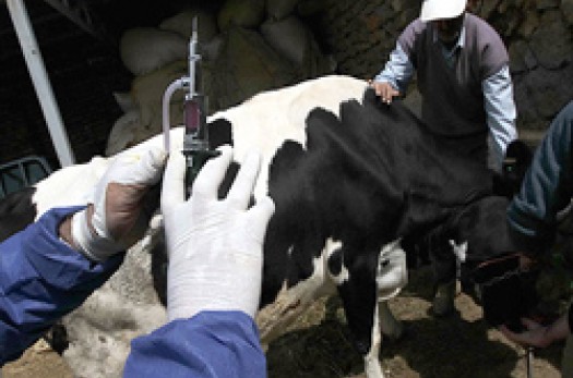 اجرای طرح واکسیناسیون بروسلوز گوسفند و بز در شهرستان خوسف