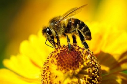 برداشت عسل بهاره از ۲۷هزار کلنی زنبور عسل در خراسان جنوبی آغاز شد