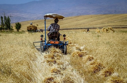 یک پنجم گندم مصرفی خراسان جنوبی در داخل استان تولید می‌شود