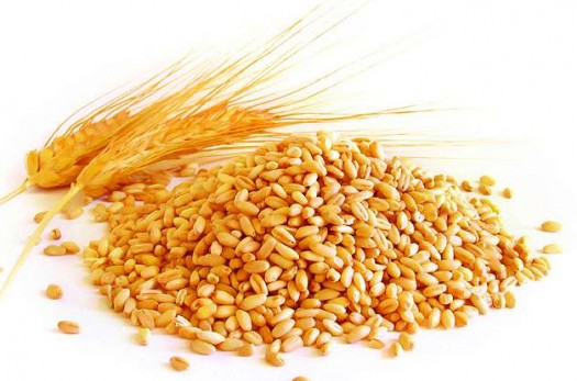 خرید تضمینی بیش از 21 هزار تن گندم در خراسان‌جنوبی طی امسال