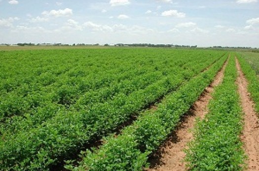پرداخت تسهیلات به ۲۱ طرح کشاورزی خراسان جنوبی
