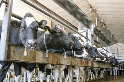 تست ۸ هزار و ۷۰۰ راس گاو و گوساله برای تشخیص بیماری سل