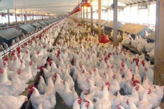 قیمت مرغ جبران هزینه‌های تولید را نمی‌کند/ دست دلالان کوتاه شود
