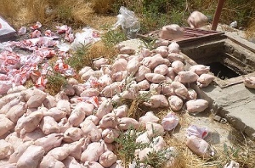 معدوم سازی بیش از 3 هزار کیلوگرم لاشه مرغ غیر قابل مصرف در قاین