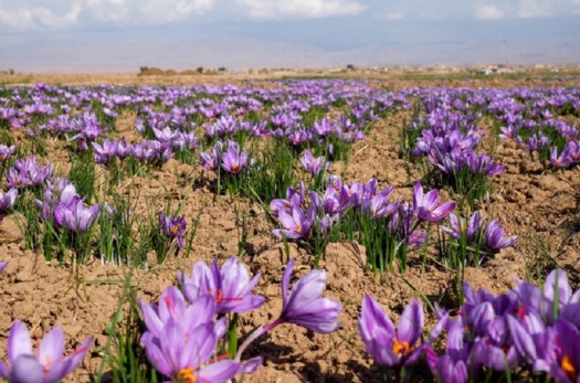 خراسان جنوبی با کیفیت ترین زعفران کشور را دارد