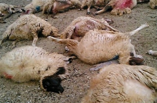 تلف شدن ۱۴ رأس گوسفند در حمله گرگ