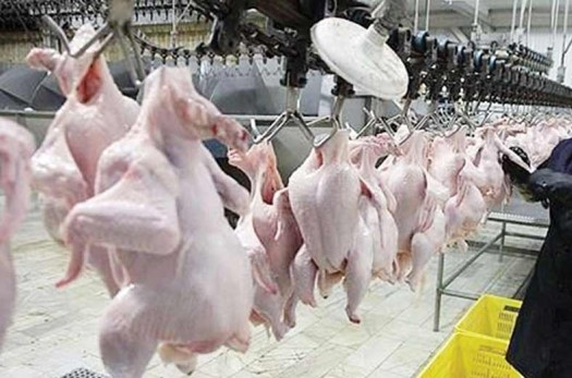 هیچگونه هورمونی در تولید گوشت مرغ استفاده نمی‌شود