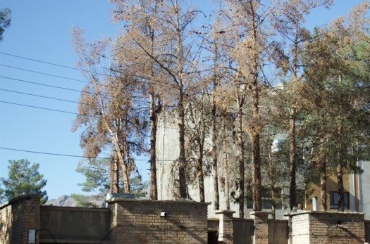 پرونده درختان خشکیده پادگان ۰۴ بیرجند تعیین تکلیف شد