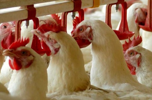 توقیف 2محموله مرغ زنده فاقد مجوز دامپزشکی در نهبندان