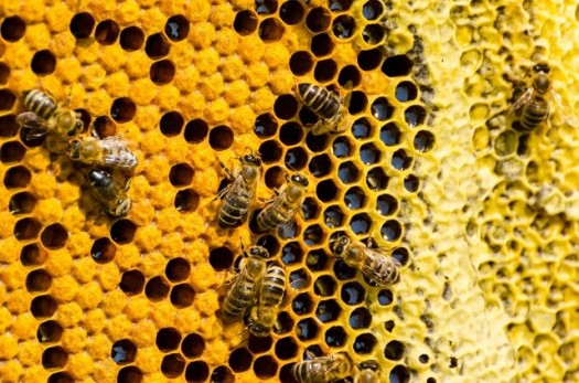 تولید 166 تن عسل در خراسان جنوبی