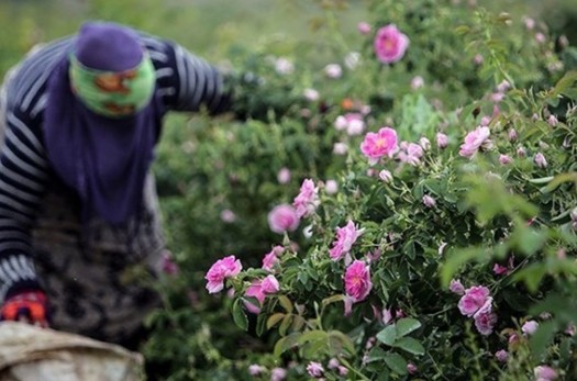 عواید ۱۵ میلیاردی کشاورزان خراسان‌جنوبی از گل محمدی