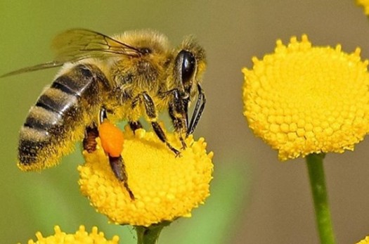 وجود زنبور عسل در باغات؛ مفید یا مضر؟