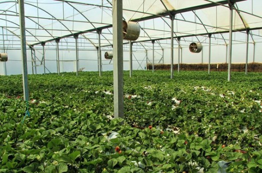 تولید ۴ هزار تن محصول گلخانه‌ای در خراسان‌جنوبی