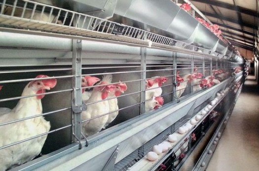 عواید میلیاردی تولید مرغ به روش پرورش در قفس