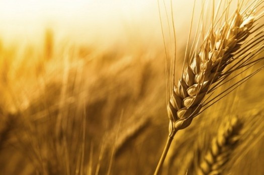بیش از ۱۱ هزار تن گندم از کشاورزان خراسان جنوبی خریداری شد