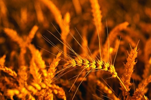 خرید تضمینی 12 هزار تن گندم در خراسان‌جنوبی/ 90 درصد مطالبات پرداخت شد