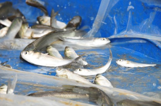 تامین یک میلیون بچه ماهی گرمابی برای خراسان جنوبی