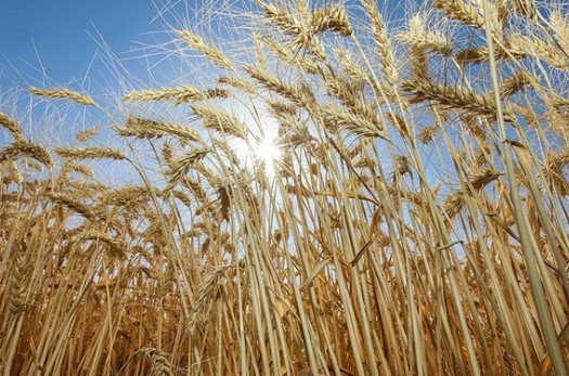 خرید تضمینی ۱۲۰۰۰ تن گندم از کشاورزان خراسان‌جنوبی