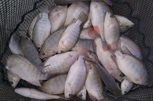۵۰۰ هزار قطعه بچه ماهی تیلاپیا در خراسان جنوبی توزیع می‌شود