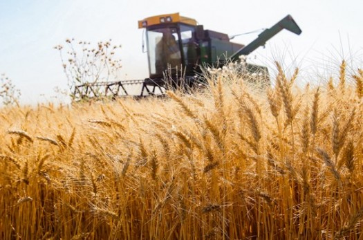 خرید تضمینی 12000 تن گندم از کشاورزان خراسان‌جنوبی/ تمام مطالبات تسویه شد