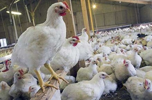 75 درصد مرغ تولیدی خراسان جنوبی مازاد بر نیاز است