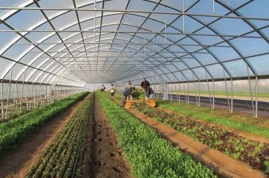 رونق کشاورزی خراسان جنوبی با گلخانه‌ها/ تولید ۱۱هزار تن محصول