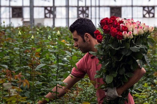 درآمد ۴۷ میلیاردی کشاورزان خراسان‌جنوبی از تولید گل رز