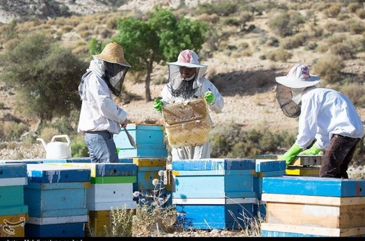 ۶۰ تن عسل در ‌استان تولید شد
