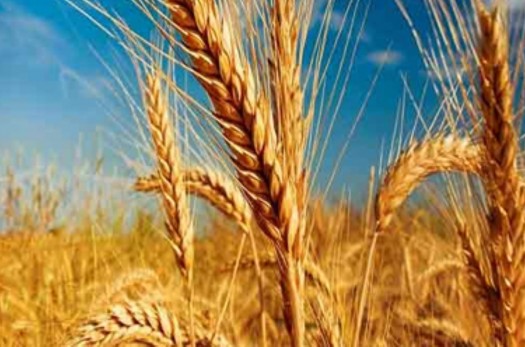 ۱۵۳۰۰ تن گندم تضمینی از کشاورزان خراسان جنوبی خریداری شد