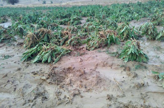 بارندگی‌های تابستانی ۷۰ میلیارد ریال به زیرساخت‌ها و مزارع کشاورزی نهبندان خسارت زد