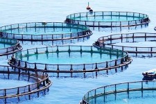 پرورش ماهی در دل کویر | تولید ۸۲۶ تن ماهی گرمابی و سردابی در خراسان‌جنوبی