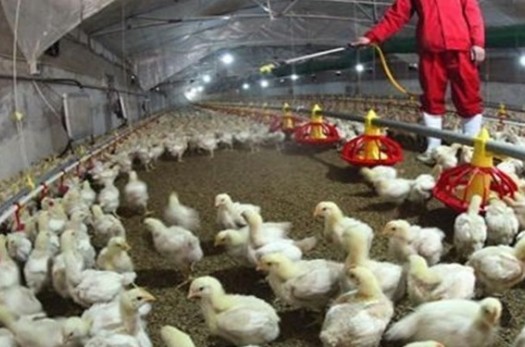 بروز آنفلوانزای فوق‌حاد پرندگان در خراسان‌جنوبی | واکسیناسیون گسترده مرغداری‌ها علیه آنفلوانزا