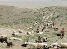 ثبت نام ۲۳ هزار و ۴۱۳ خانوار مرتعدار در سامانه سمطا