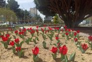 خودنمایی ۸۰ المان نوروزی، بهار امسال در شهر بیرجند