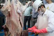 تشدید نظارت بر فرآورده های خام دامی در خراسان جنوبی