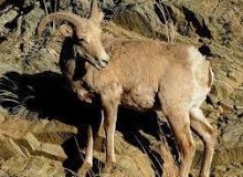 دستگیری عامل شکار یک راس کل وحشی در شهرستان طبس