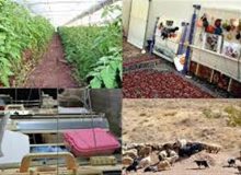 ایجاد ۳۱۸۰ فرصت شغلی برای مددجویان کمیته امداد خراسان جنوبی